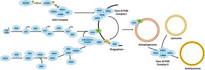 Autophagy in the Neuronal Ceroid Lipofuscinoses (Batten Disease)